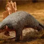 190-year-old DNA turns up a hidden pangolin species