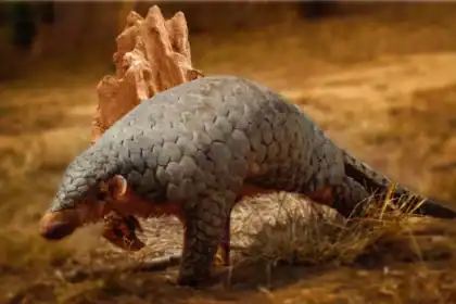 190-year-old DNA turns up a hidden pangolin species