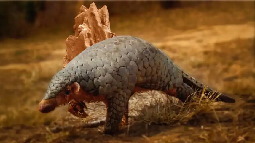 190-year-old DNA turns up a hidden pangolin species