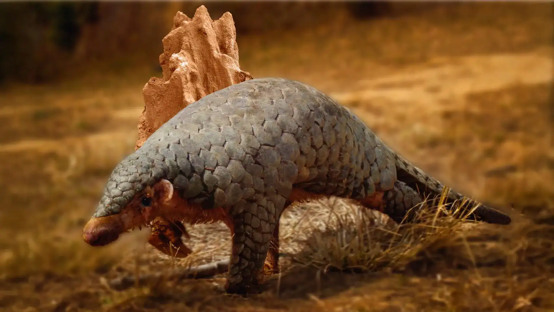 190-year-old DNA turns up a hidden pangolin species 190-year-old DNA turns up a hidden pangolin species