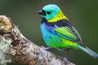 Scientists scanned 15,000 bird skeletons and found evolution doesn't work the way you'd think