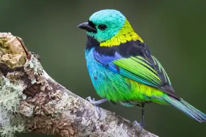 Scientists scanned 15,000 bird skeletons and found evolution doesn't work the way you'd think