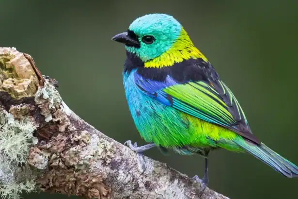 Scientists scanned 15,000 bird skeletons and found evolution doesn't work the way you'd think