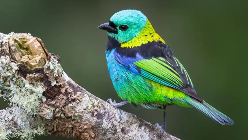 Scientists scanned 15,000 bird skeletons and found evolution doesn't work the way you'd think
