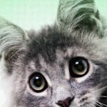 Stop trusting the animal videos in your feed [2026]