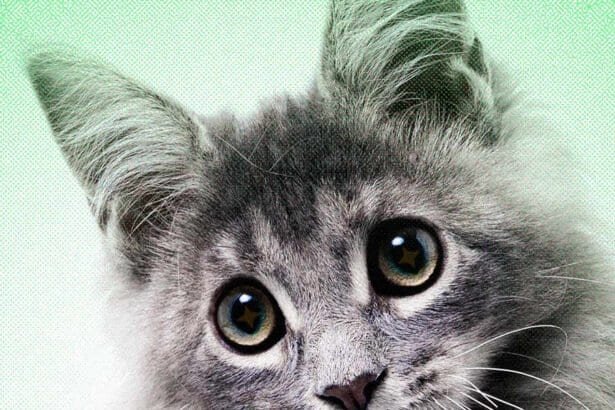 Stop trusting the animal videos in your feed [2026]