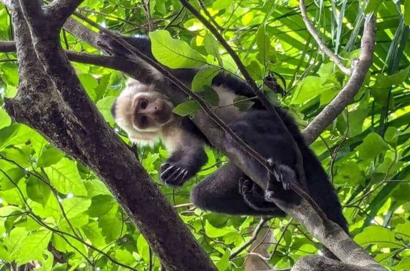 AI opens new era in cognitive studies of wild primates