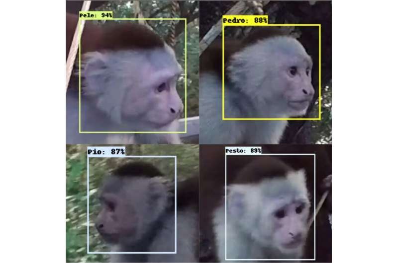 AI opens new era in cognitive studies of wild primates