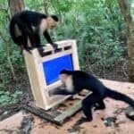 Wild monkeys got a touchscreen and 97% of the time the AI knew exactly who was tapping [Field Test]
