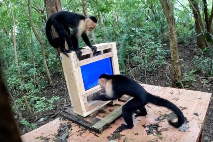 Wild monkeys got a touchscreen and 97% of the time the AI knew exactly who was tapping [Field Test]