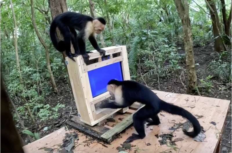 AI opens new era in cognitive studies of wild primates